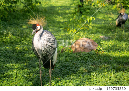 Grey Crowned Cranes Balearica regulorum outdoor 129735280
