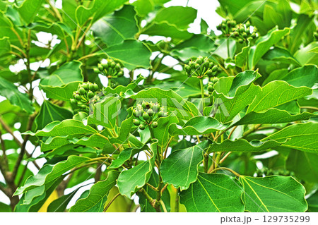 黄緑色のカクレミノの実（夏、八月） 129735299