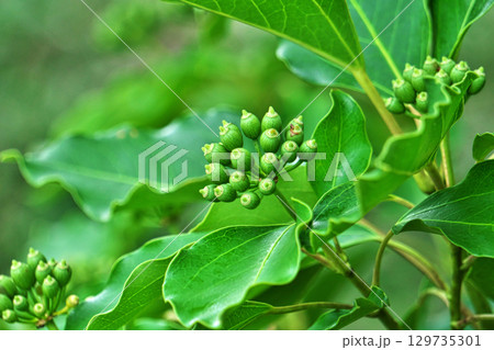 黄緑色のカクレミノの実（夏、八月） 129735301