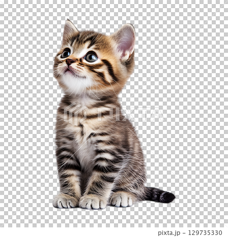 Tabby Kitten A Cute Pet Photo for Websites and Prints On Transparent Background 129735330
