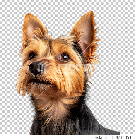 Yorkshire Terrier Portrait A Captivating Canine Gaze On Transparent Background 129735351