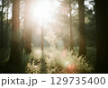 霧の中の赤い実と朝日 129735400