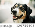 ダックスフンド　犬 129735403