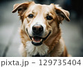 コーギー　犬 129735404