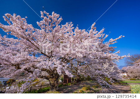【山梨県】實相寺の桜　満開 129735414