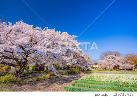 【山梨県】實相寺の桜　満開 129735415