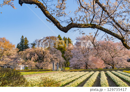 【山梨県】實相寺の桜　満開 129735417