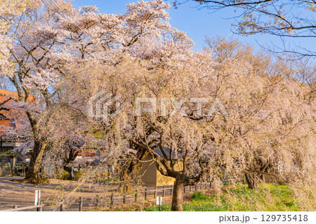 【山梨県】實相寺の桜　満開 129735418