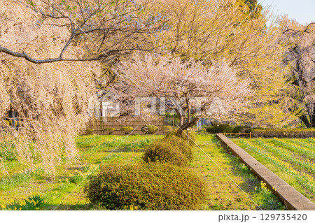 【山梨県】實相寺の桜 満開 【山梨県】實相寺の桜 満開 129735420