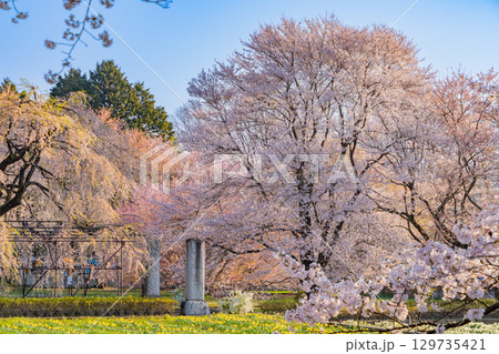 【山梨県】實相寺の桜　満開 129735421