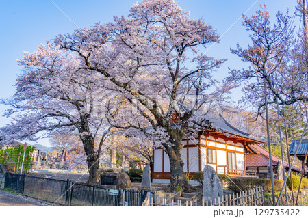 【山梨県】實相寺の桜　満開 129735422