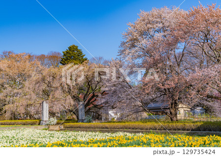 【山梨県】實相寺の桜　満開 129735424