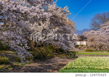【山梨県】實相寺の桜　満開 129735425
