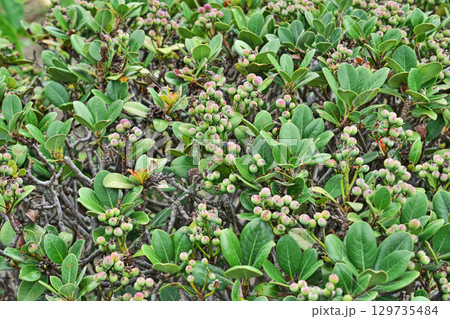 緑色のシャリンバイの実（夏、八月） 129735484