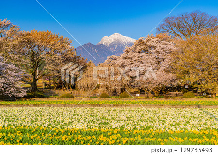 【山梨県】實相寺の桜と冠雪した甲斐駒ヶ岳 【山梨県】實相寺の桜と冠雪した甲斐駒ヶ岳 129735493