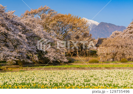 【山梨県】實相寺の桜と冠雪した甲斐駒ヶ岳 129735496