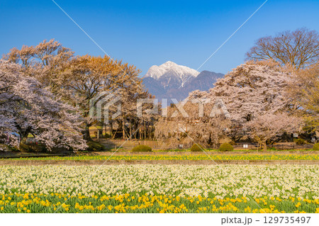 【山梨県】實相寺の桜と冠雪した甲斐駒ヶ岳 129735497