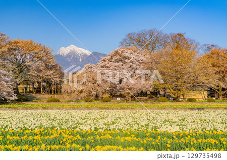 【山梨県】實相寺の桜と冠雪した甲斐駒ヶ岳 129735498