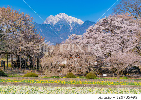【山梨県】實相寺の桜と冠雪した甲斐駒ヶ岳 129735499
