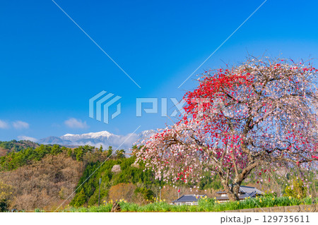 【山梨県】神代地区の桜と冠雪した甲斐駒ヶ岳 129735611
