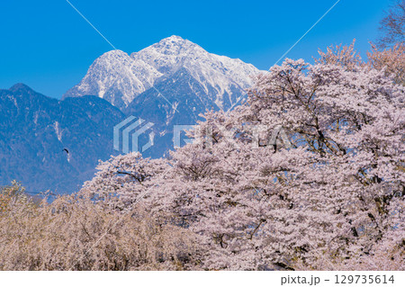【山梨県】神代地区の桜と冠雪した甲斐駒ヶ岳 129735614