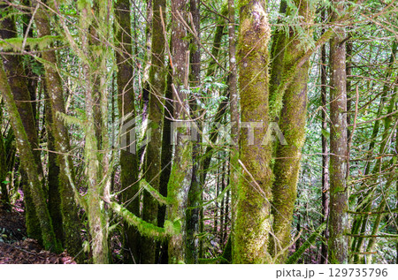 Moss covered trees Inside Cascade Falls Regional Park located Northeast of Mission, BC, Canada Moss covered trees Inside Cascade Falls Regional Park located Northeast of Mission, BC, Canada 129735796