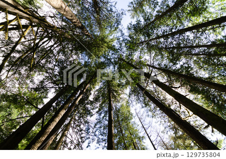 Vertical view of large old pine trees canopy in a dense evergreen forest Vertical view of large old pine trees canopy in a dense evergreen forest 129735804