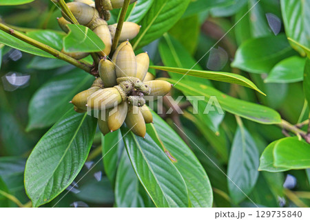黄土色のマテバシイの実(夏、八月) 黄土色のマテバシイの実(夏、八月) 129735840