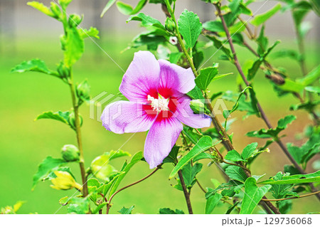 赤いムクゲの花（夏、八月） 129736068