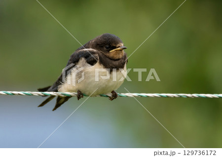 A young Barn Swallow 129736172