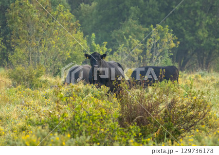 A herd of Black Angus cows in a pasture 129736178