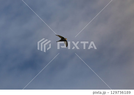 Common swift, Apus apus. 129736189