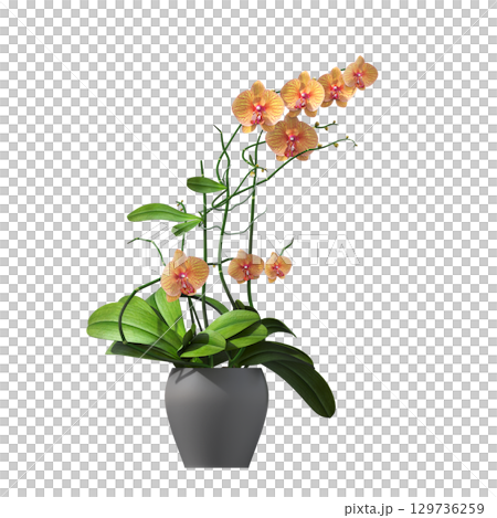decorative flower in a pot isolate on a transparent background, 3D illustration, cg render 129736259