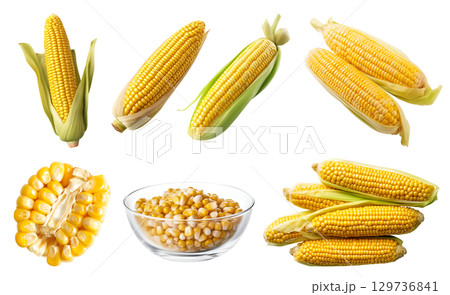 Corn vegetable fruit, many angles and view side top front cluster stalk group cut isolated on transparent background cutout, PNG file. Mockup template for artwork graphic design Corn vegetable fruit, many angles and view side top front cluster stalk group cut isolated on transparent background cutout, PNG file. Mockup template for artwork graphic design 129736841