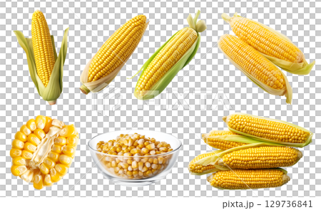 Corn vegetable fruit, many angles and view side top front cluster stalk group cut isolated on transparent background cutout, PNG file. Mockup template for artwork graphic design Corn vegetable fruit, many angles and view side top front cluster stalk group cut isolated on transparent background cutout, PNG file. Mockup template for artwork graphic design 129736841