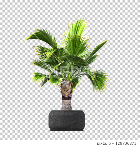 decorative flower in a pot isolate on a transparent background, 3D illustration, cg render decorative flower in a pot isolate on a transparent background, 3D illustration, cg render 129736873