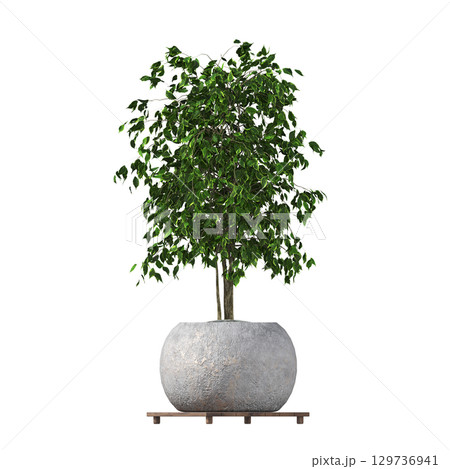 decorative flower in a pot isolate on a transparent background, 3D illustration, cg render decorative flower in a pot isolate on a transparent background, 3D illustration, cg render 129736941