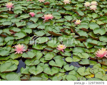 Wonderful Waterlily Flowers In The Pond Wonderful Waterlily Flowers In The Pond 129736978