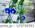 夏休みのあさがお 129736991