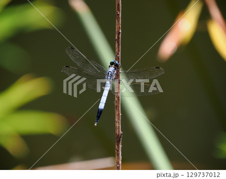 シオカラトンボ（塩辛蜻蛉） 129737012
