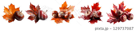 Collection set of glossy chestnut nut and yellow orange red maroon autumn fall maple leaf leaves on transparent background cutout, PNG file. Many different design Mockup template for artwork. top view 129737087
