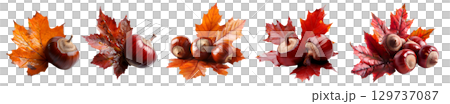 Collection set of glossy chestnut nut and yellow orange red maroon autumn fall maple leaf leaves on transparent background cutout, PNG file. Many different design Mockup template for artwork. top view 129737087