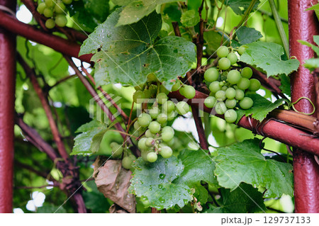 Green grapes growing on vines surrounded by lush leaves in a vineyard during late summer 129737133