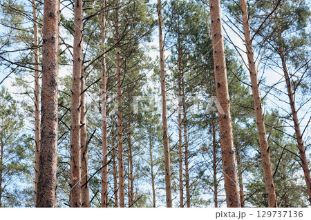 Looking up through the trunks and canopy of a dense Pine tree forest in daylight Looking up through the trunks and canopy of a dense Pine tree forest in daylight 129737136