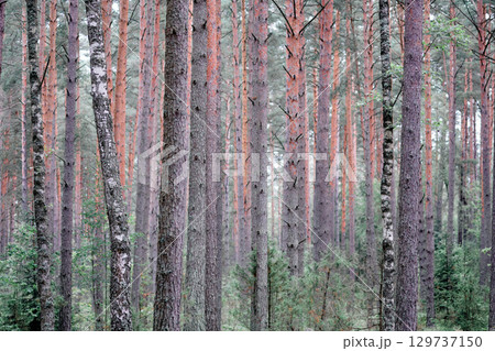 Forest landscape showcasing tall pine trees with unique bark textures and vibrant greenery under soft natural light 129737150