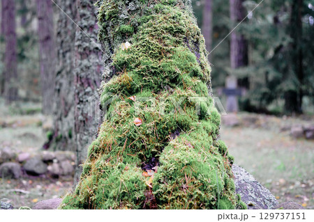 Moss-covered tree trunk in a serene forest setting during early morning light Moss-covered tree trunk in a serene forest setting during early morning light 129737151