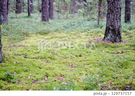 Forest floor covered with vibrant green moss under tall trees during a calm morning Forest floor covered with vibrant green moss under tall trees during a calm morning 129737157