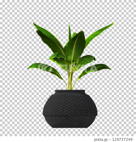 decorative flower in a pot isolate on a transparent background, 3D illustration, cg render 129737249