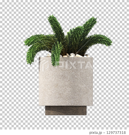 decorative flower in a pot isolate on a transparent background, 3D illustration, cg render 129737318
