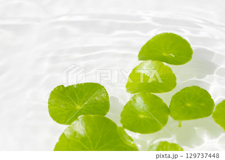 Green centella leaves floating gently in clear rippling water. 129737448